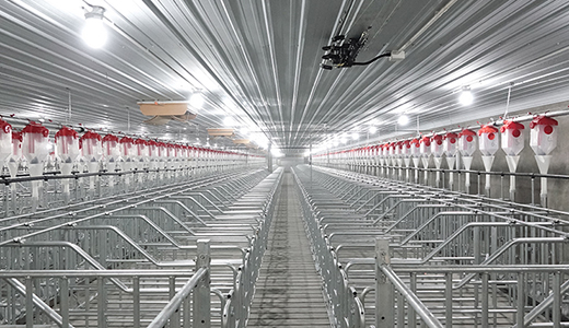 四川绵阳梓潼5000种猪场